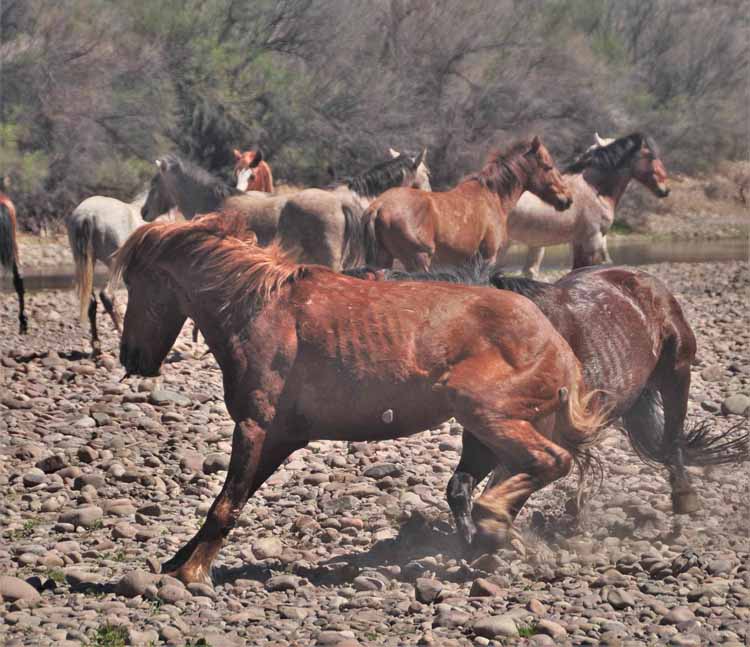 mustangs